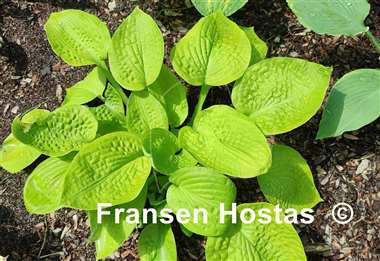 Hosta Monica's Golden Crinkles