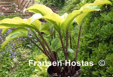 Hosta Monkey Business