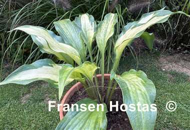 Hosta Monkey Gold