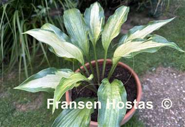 Hosta Monkey Gold
