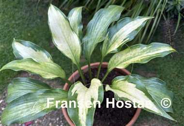 Hosta Monkey Gold