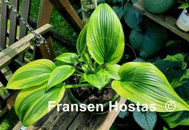 Hosta Montana Moonshine