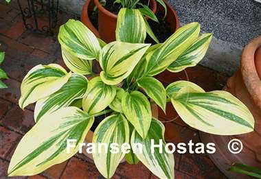 Hosta Montana Moonshine