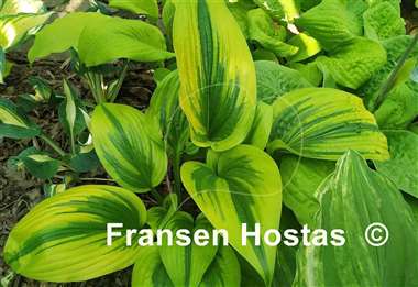 Hosta Montana Moonshine