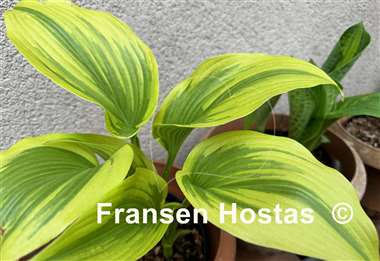 Hosta Montana Moonshine
