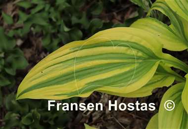 Hosta Montana Moonshine