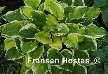 Hosta Moon Dance