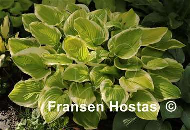 Hosta Moon Dance