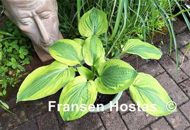 Hosta Moon Split