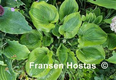 Hosta Moonlight Mirage