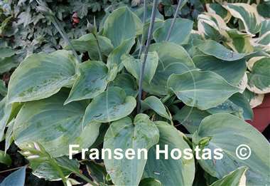 Hosta Moonlight Mirage
