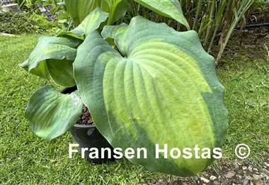 Hosta Moonlight Shadow