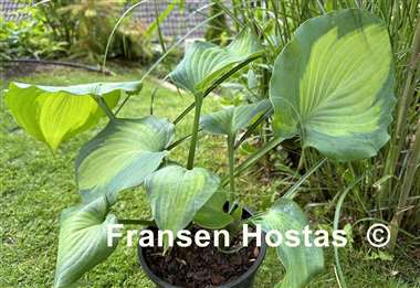 Hosta Moonlight Shadow