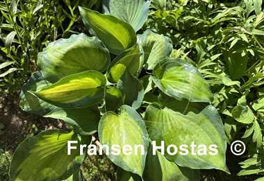 Hosta Moonlight Shadow