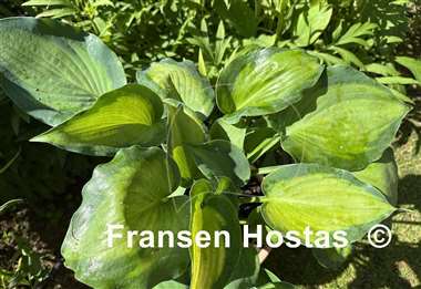 Hosta Moonlight Shadow