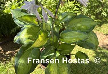 Hosta Moonlight Shadow