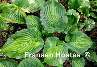Hosta Moonlight Shadow