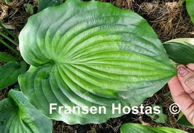Hosta Moonlight Shadow