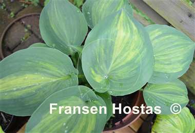 Hosta Moonlight Sonata streaked