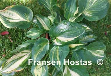 Hosta Moonlight Sonata streaked