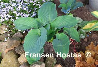 Hosta Moonlight Sonata