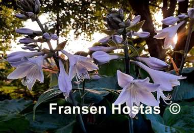 Hosta Moonlight Sonata