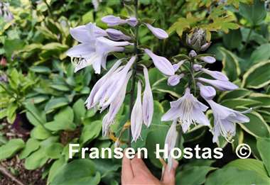 Hosta Moonlight Sonata