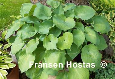 Hosta Moonlight Sonata