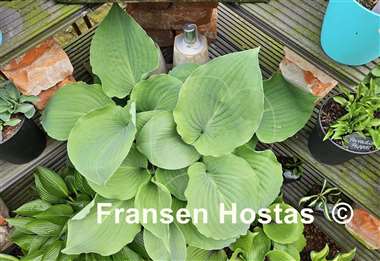 Hosta Moonlight Sonata