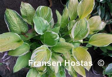 Hosta Moonlight