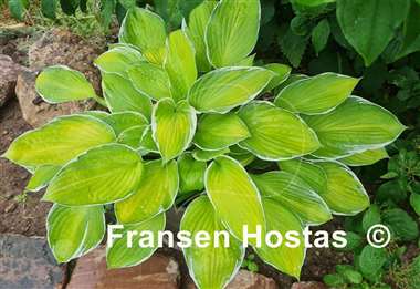 Hosta Moonlight