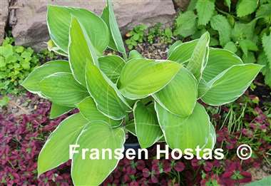 Hosta Moonlight