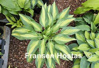 Hosta Moonstruck