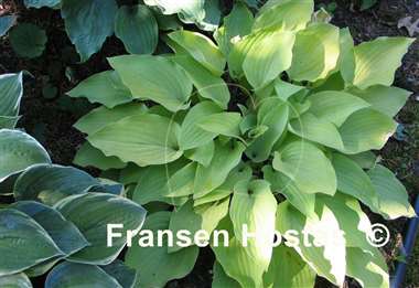 Hosta Morning Call