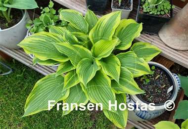 Hosta Morning's Glory