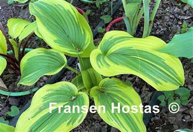 Hosta Morning's Glory
