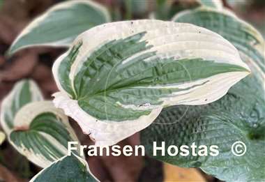 Hosta Morning's Glory