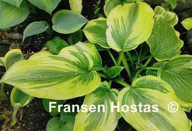 Hosta Morning's Glory