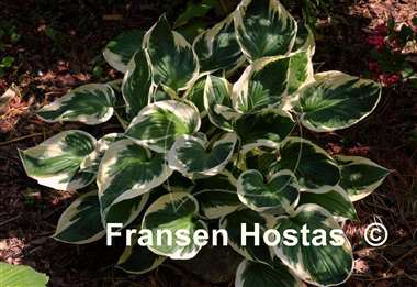 Hosta Most Popular FH Collection 2024