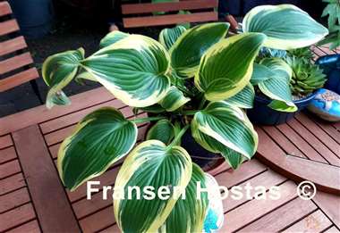 Hosta Mount Everest