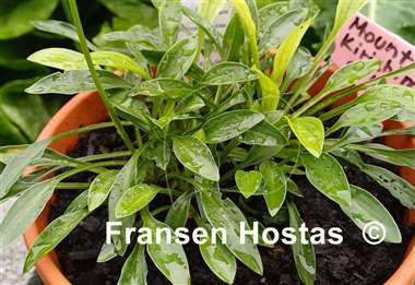 Hosta Mount Kirishima