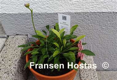 Hosta Mount Kirishima