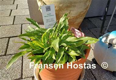 Hosta Mount Kirishima