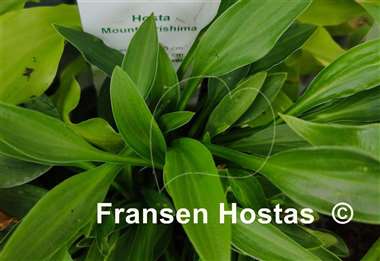 Hosta Mount Kirishima