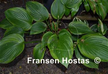Hosta Mountain Green