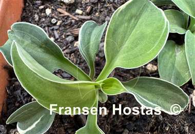 Hosta Mouse Aquarel