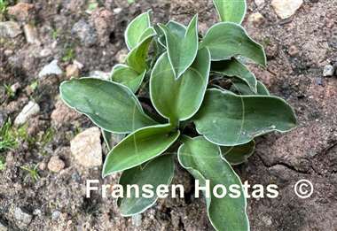 Hosta Mouse Aquarel