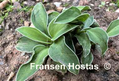 Hosta Mouse Aquarel