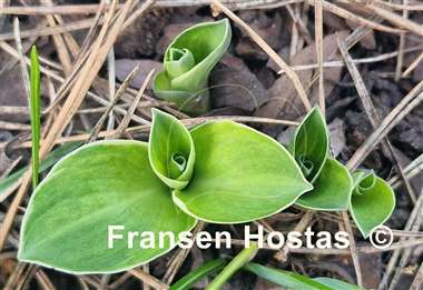 Hosta Mouse Aquarel