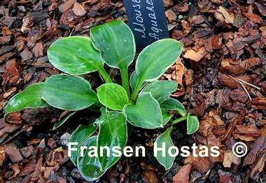Hosta Mouse Aquarel